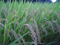 有機野菜 果物 無農薬野菜 販売 愛知県 野菜の保存